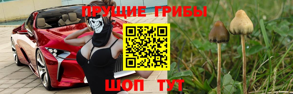 Галлюциногенные грибы GOLDEN TEACHER Новороссийск