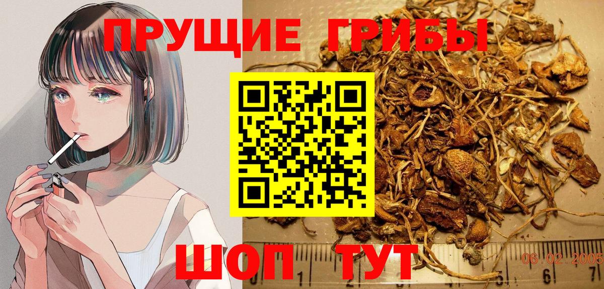 Новороссийск  Галлюциногенные грибы Psilocybine cubensis  Вход с VPN  Псилоцибиновые грибы Psilocybine cubensis 